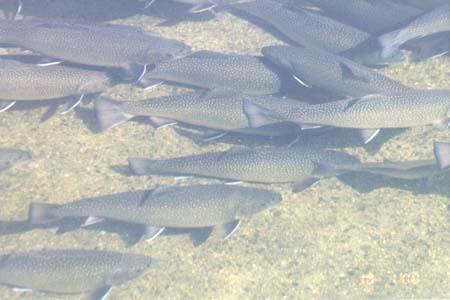Fish Hatchery 2; Actual size=240 pixels wide