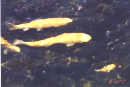 Fish Hatchery 3; Actual size=240 pixels wide