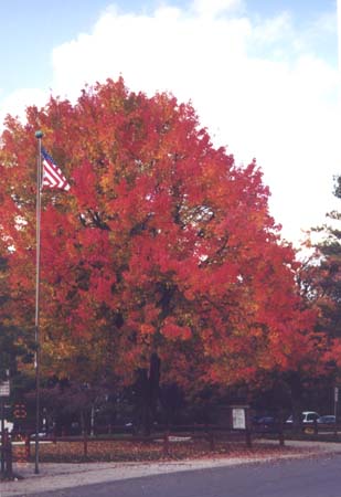 Sugar maple; Actual size=240 pixels wide