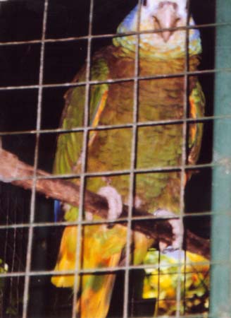 St. Vincent Parrot; Actual size=240 pixels wide