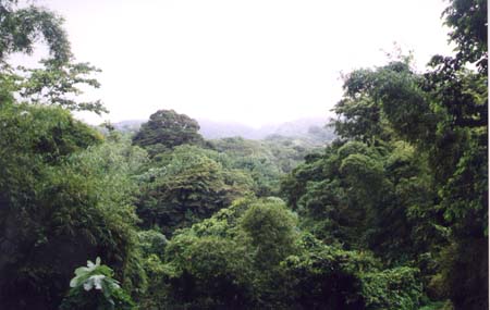 Rain Forest; Actual size=240 pixels wide